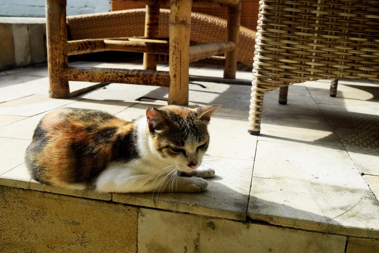 Panda Cottage Gili Trawangan Esterno foto